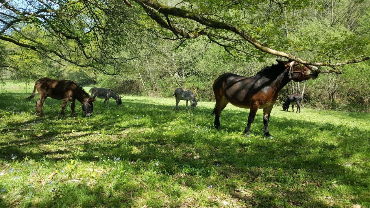 Le Moulin De Pensol - Gites Eksteriør billede